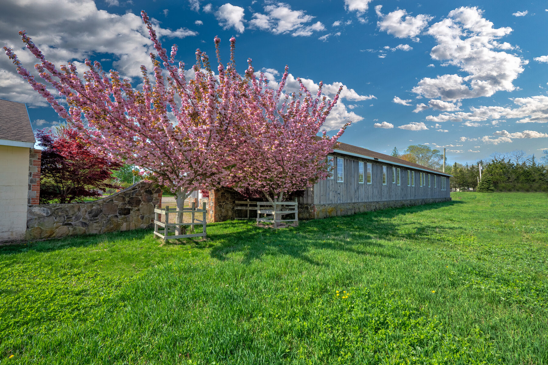 The barn with flowering pink tree